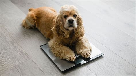 Preventing Obesity in Dogs: A Guide to Healthy Weight Management