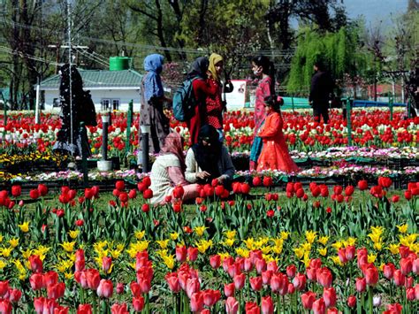 Tulip Festival Kashmir - Amity Dorette