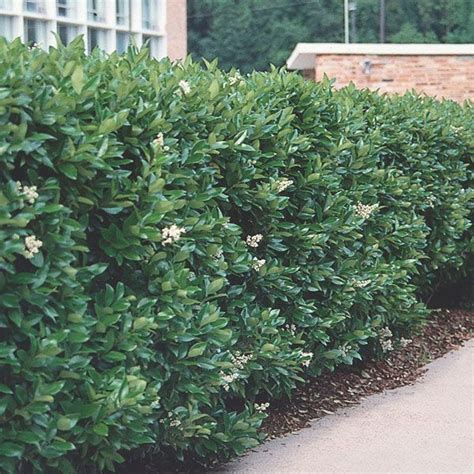 Ligustrum Japonicum Recurvifolium- Evergreen, Lustrous Dark Green, Wavy ...