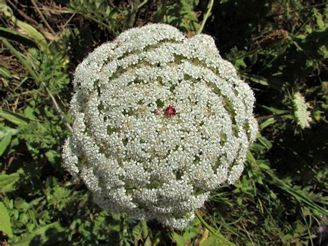 Wild Carrot, Daucus carota