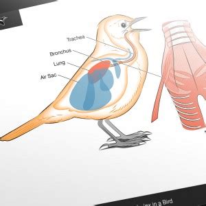 Anatomy of Bird Song Slides | Bird Academy • The Cornell Lab