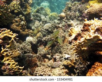 Goatfish Coral Reef Stock Photo 153404981 | Shutterstock