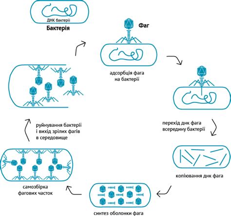 How do bacteriophages kill the bacteria?