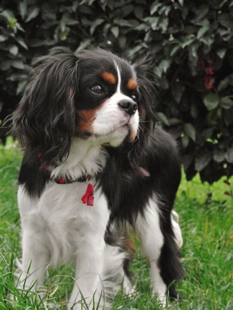 596 best images about Tri-Cavalier King Charles Spaniels on Pinterest