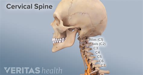 Cervical Vertebrae Cervical Spine Anatomy Function Di - vrogue.co