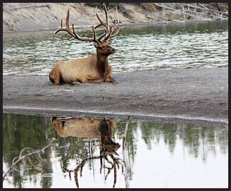 Bull Elk - Yellowstone National Park - photo by: Lesli Asay ...