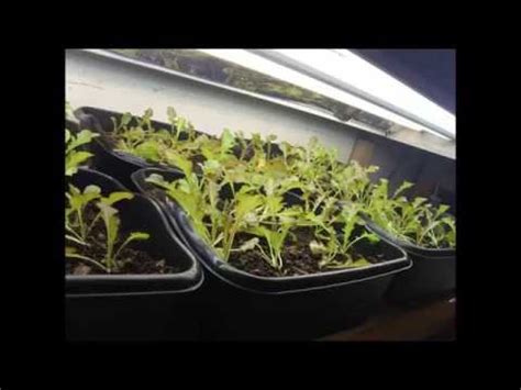 Indoor Gardening: Growing Lettuce Indoors under fluorescent lights - YouTube