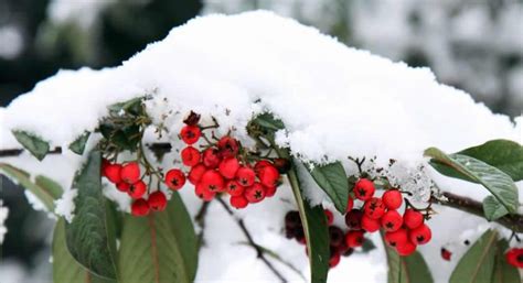 5 Ideas to Beautify Your Winter Landscape in the Mid-Atlantic