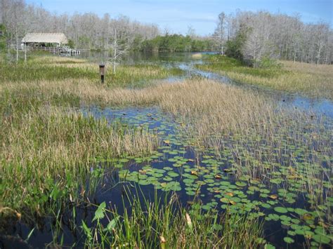 Grassy Waters Natural Wetland Preserve, West Palm Beach, FL. See the ...