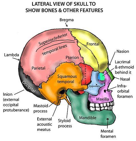 Instant Anatomy - Head and Neck - Areas/Organs - Skull - Lateral view of skull | Basic anatomy ...