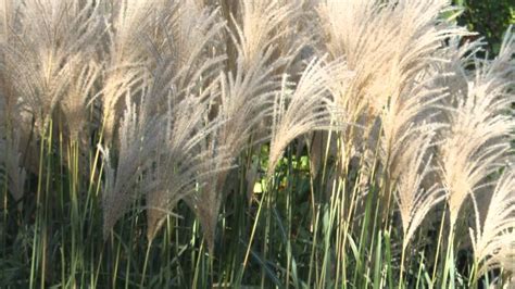 Free photo: Ornamental Grass - Bush, Garden, Grass - Free Download - Jooinn