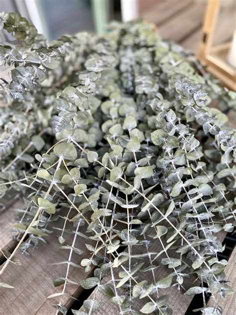 Dried Preserved Eucalyptus Branches Frosted Eucalyptus Stems | Etsy