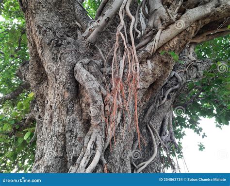 Giant banyan tree. stock photo. Image of wood, plant - 254862734