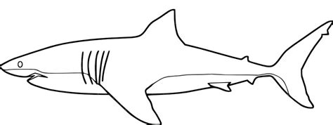 Great White Shark Outline Drawing at PaintingValley.com | Explore ...