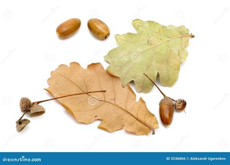 Acorn stock photo. Image of nature, green, close, botanic - 3246866