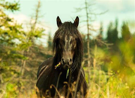 Wild feral horses of Central Alberta | ABMI Blog