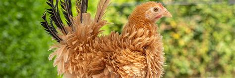 Frizzle Chicken 101: Complete Breed Info and Care Guide 2022 | Frizzle chickens, Chicken ...