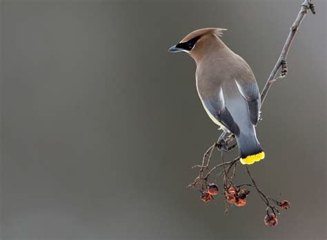 Cedar Waxwing | Audubon Field Guide