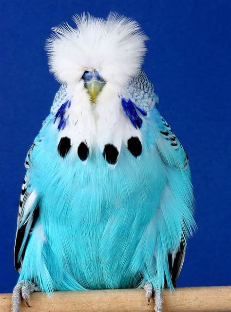 15 best Show Budgies images on Pinterest | Beautiful birds, Budgies and Parrots