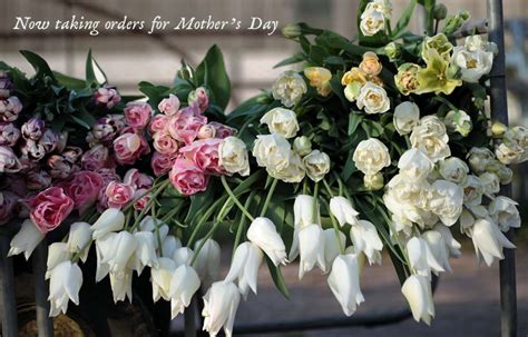 Mothering Sunday, flowers grown in Oxfordshire - Green and Gorgeous Flowers