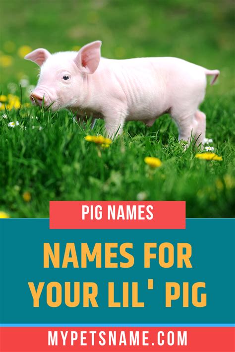 Pig Names