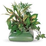 Small Garden Dish - Plants | The Sympathy Store