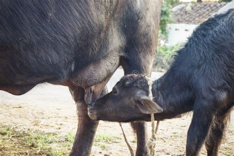 Indian Buffalo Drinking Milk from Mother. Editorial Image - Image of ...