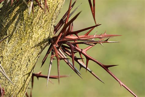 Trees Bearing Thorns, Spines and Prickles. - Arborist Now