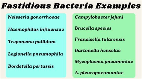 Examples Of Bacteria