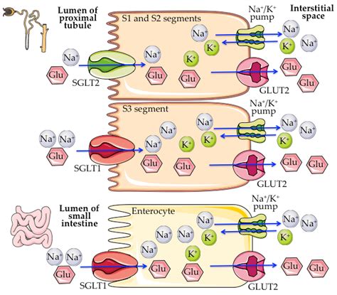 IJMS | Free Full-Text | Role of Sodium-Glucose Co-Transporter 2 Inhibitors in the Regulation of ...