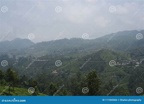 Munnar Tea Estate, Kerala, India Stock Photo - Image of fresh, kerala: 117303066