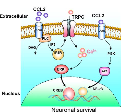 Figure 12. | Involvement of TRPC Channels in CCL2-Mediated Neuroprotection against Tat Toxicity ...