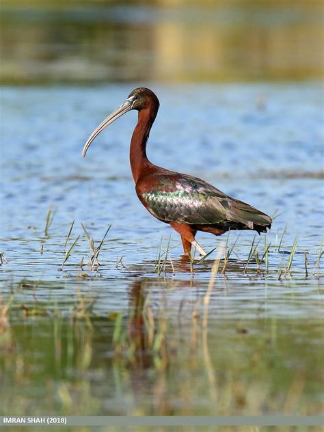 Glossy Ibis (Plegadis falcinellus) | Glossy Ibis (Plegadis f… | Flickr