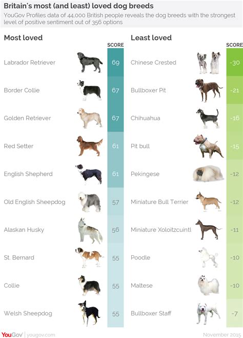 Revealed: Britain's most (and least) loved dog breeds | YouGov