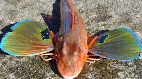 Red Gurnard | Fishing | Bay of Islands | Overnight Cruise | NZ