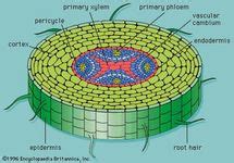 Cortex | plant tissue | Britannica.com