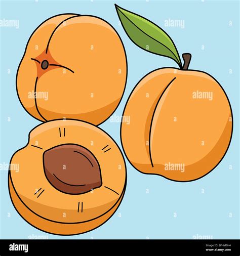 Apricot Fruit Colored Cartoon Illustration Stock Vector Image & Art - Alamy