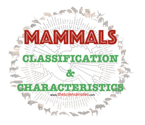 Mammals: Classification, and Characteristics