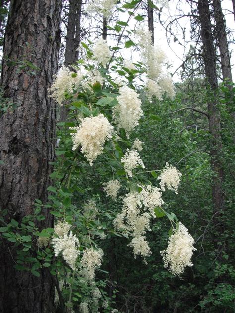 Ocean Spray, Holodiscus discolor | Native Plants PNW