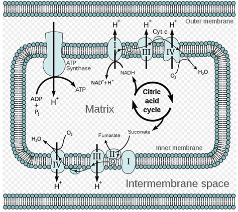 Electron transport chain, Oxidative phosphorylation and ...