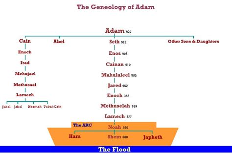 File:Geneology adam.gif | Bible genealogy