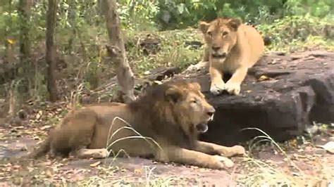 Neyyar lion safari park - YouTube