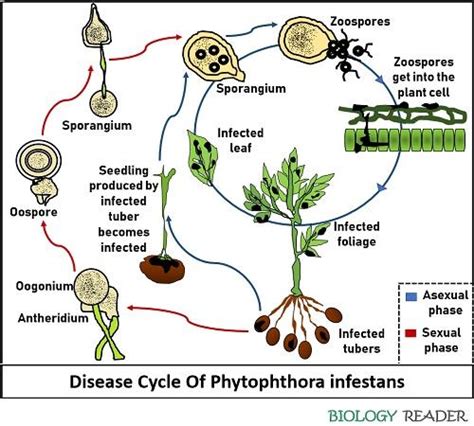 Late blight disease cycle - Aslocarbon