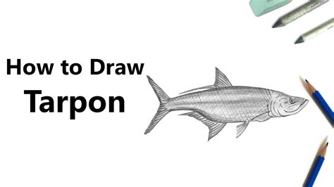 √ Easy Tarpon Drawing - Popular Century