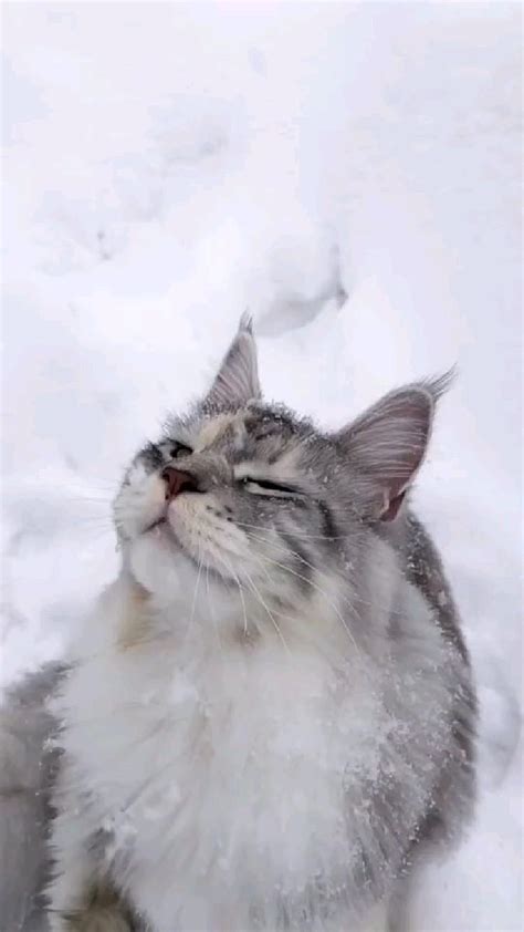 Kittens in the snow 🐾🐾🐾 ️: An immersive guide by 🍄ℓιиα🍄 𓃠