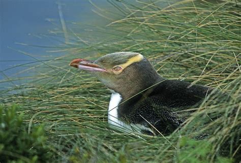 Yellow-eyed Penguin (Megadyptes antipodes) | Antipodes, Penguins, Yellow