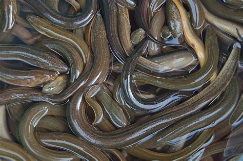 Awesome Tips When Catching Eels For Bait | Eel recipes, Bone apple teeth, Bait