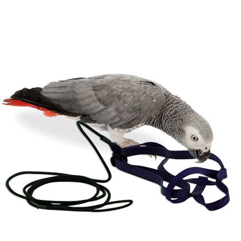 The Aviator Parrot Harness - Medium