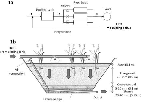 (a) Schematic of the settling tank and reed bed wastewater management ...