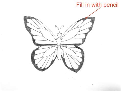 Simple Butterfly Drawing